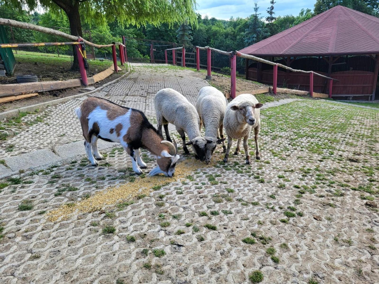 Koperkowe Rancho Beskid Wyspowy Domek Malopolskie Kamionna Kamionna  Ngoại thất bức ảnh
